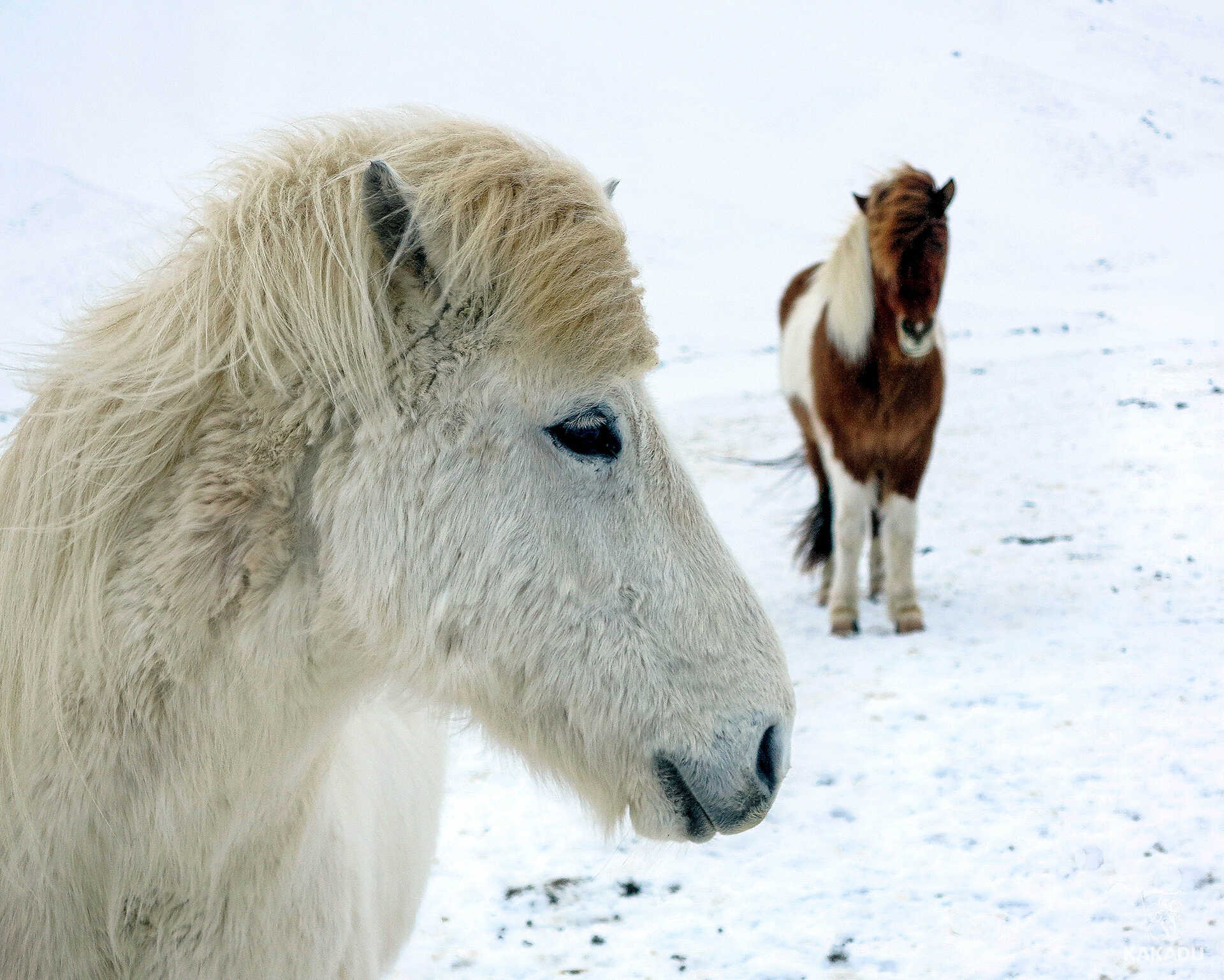 Islandia