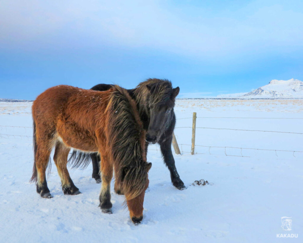 Islandia