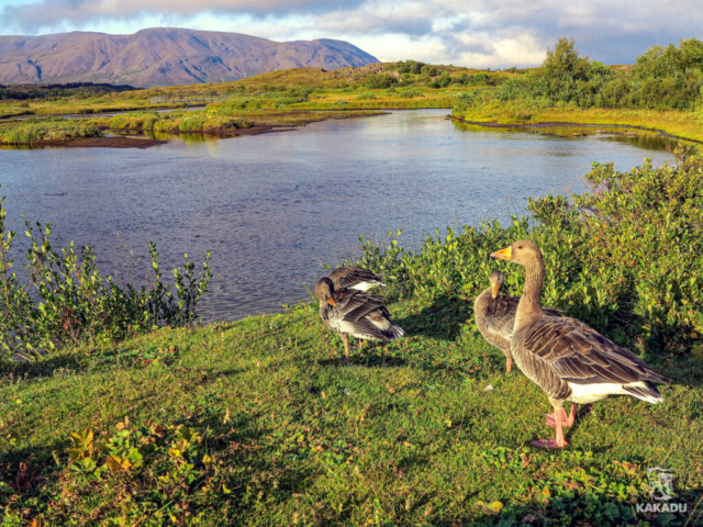 Islandia