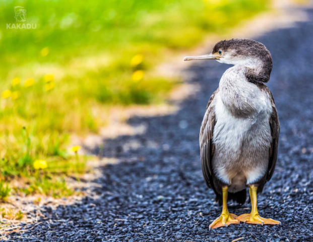 Półwysep Otago jest domem dla wielu gatunków ptaków. Na zdjęciu kormoran nakrapiany