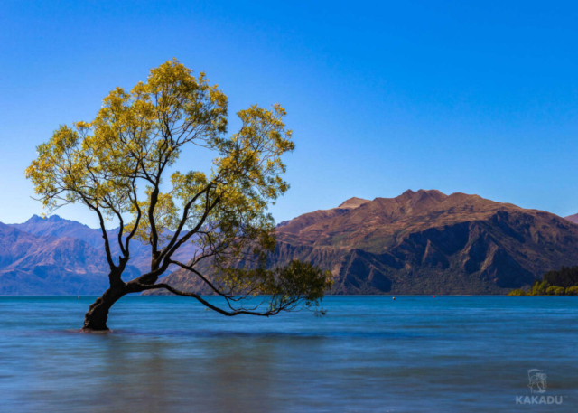 #This Wanaka Tree - Najsłynniejsze drzewo Nowej Zelandii