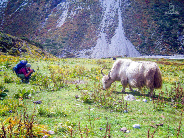 Nepal