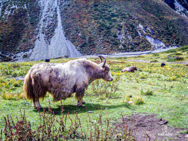 Nepal