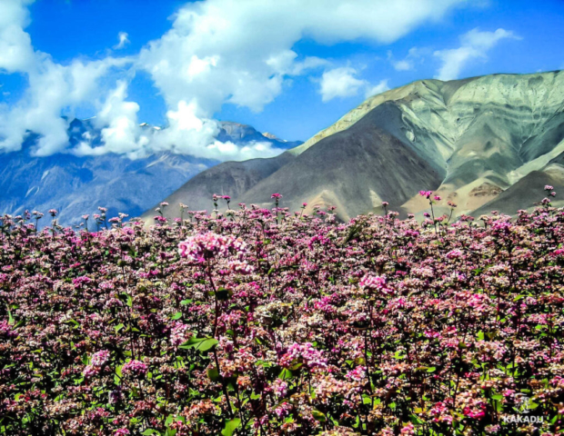 Nepal