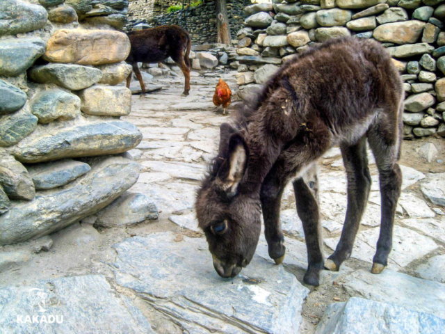 Nepal