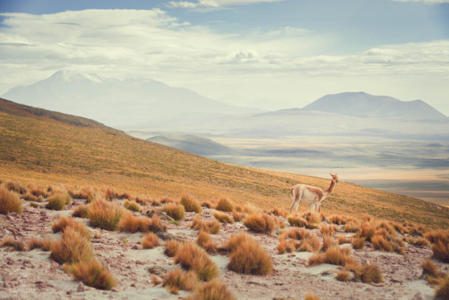 Wszechobecny symbol Patagonii i całego Chile - Guanako